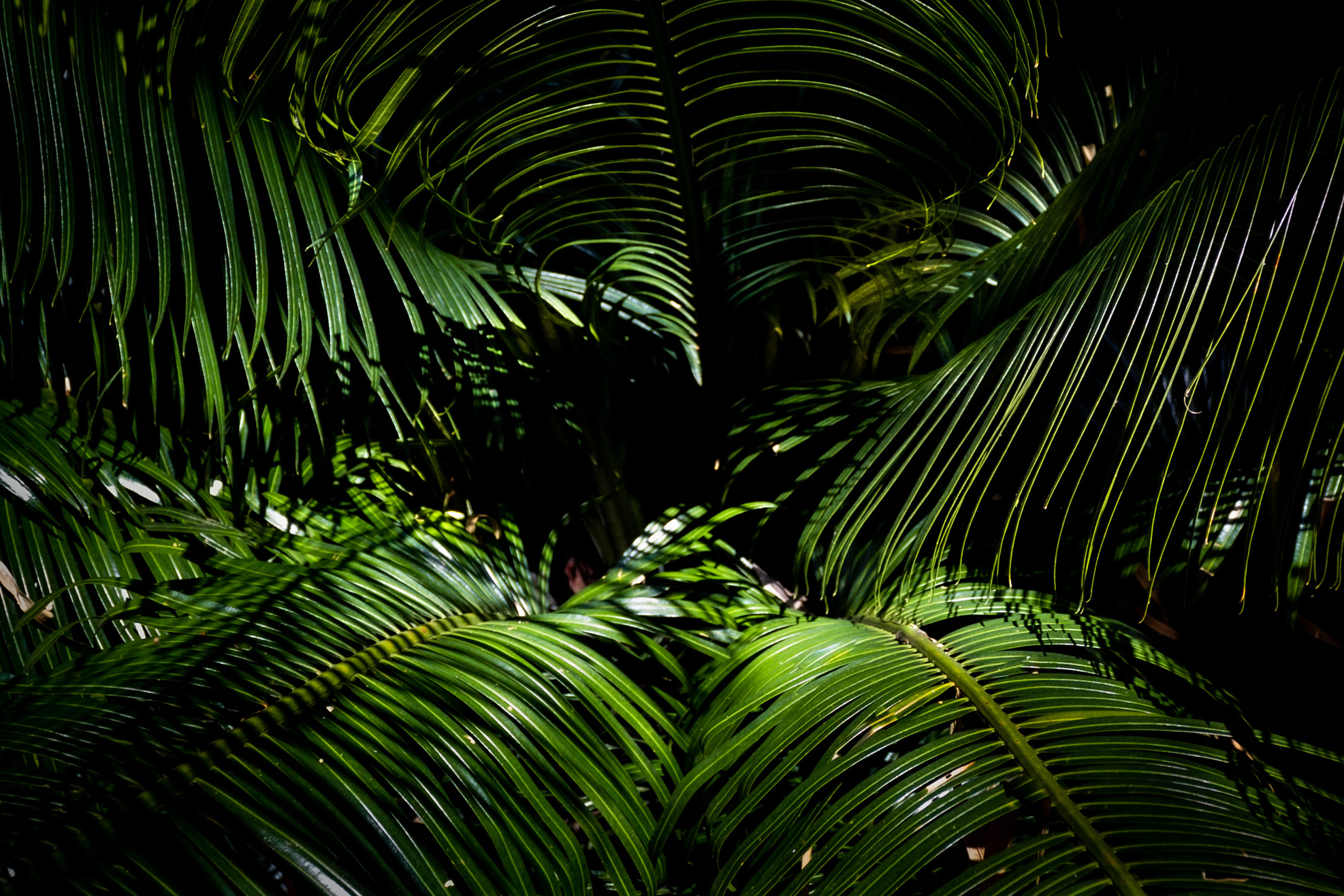 Green Palm Tree